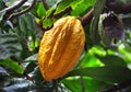 Cacao pod on tree Royalty Free Stock Photo