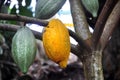 Cacao pod on tree Royalty Free Stock Photo