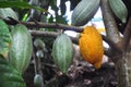 Cacao pod on tree Royalty Free Stock Photo