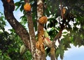 Cacao pod on tree Royalty Free Stock Photo
