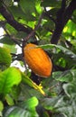 Cacao pod on tree Royalty Free Stock Photo