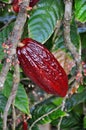 Cacao pod on tree Royalty Free Stock Photo