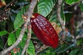Cacao pod on tree Royalty Free Stock Photo