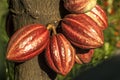 Cacao pod