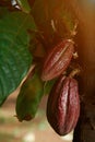 Cacao pods on cocoa farm