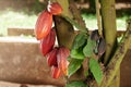 Cacao pods grow on tree Royalty Free Stock Photo