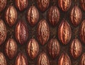 Cacao Pods Pattern Royalty Free Stock Photo