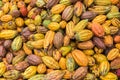 Cacao pods in Sao Tome Royalty Free Stock Photo