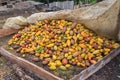 Cacao pods, cocoa drying Royalty Free Stock Photo