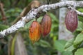 Cacao pods Royalty Free Stock Photo