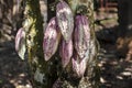 Cacao pods on tree Royalty Free Stock Photo