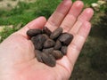 Cacao seeds, chocolat process Organic Chocolate Manufacturing. A person holding a handful of cocoa beans