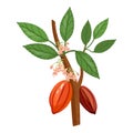 Cacao tree branch icon cartoon vector. Nut leaf Royalty Free Stock Photo