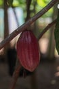 Cacao tree