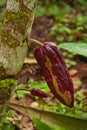 Cacao tree with fresh cacao beans in Costarican coast