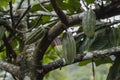 Cacao Tree with Fruit Pods