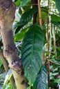 Cacao tree with leaves, theobroma cacao malvaceae from south america