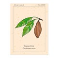 Cacao tree, old book page.