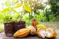 Cacao tree seedling and bright yellow orange ripe pods with copy space. Cocoa fruit farming production and agriculture concept.