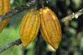 Cacao Tree, theobroma cacao, Branch with Cocoa Fruit, Mexico Royalty Free Stock Photo