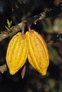 Cacao Tree, theobroma cacao, Branch with Cocoa Fruit, Mexico Royalty Free Stock Photo