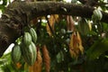 Cacao Tree (Theobroma cacao).