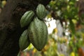 Cacao Tree (Theobroma cacao).