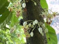 Cacao tree / Theobroma cacao / Cocoa tree, Kakaobaum, ÃÂ¡rbol del cacao, Kakao-Baum, Cacaotero, Cacaotier, Cacaoyer