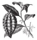 Cacao tree or Theobroma cacao, leaves, fruit, vintage engraving