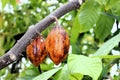 Cacao trees in Bergianska trÃ¤dgÃ¥rden in Stockholm