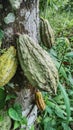 The cacao is tropical evergeen plant, the cacao seed is used to make chocolate.