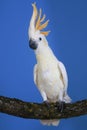 CACATOES A HUPPE ORANGE cacatua sulphurea citrinocristata