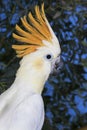 CACATOES A HUPPE ORANGE cacatua sulphurea citrinocristata