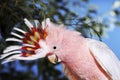 CACATOES A HUPPE ROUGE cacatua moluccensis