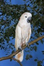 CACATOES A HUPPE ROUGE cacatua moluccensis