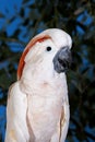 CACATOES A HUPPE ROUGE cacatua moluccensis