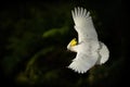 Cacatua galerita - Sulphur-crested Cockatoo flying in Australia. Big white and yellow cockatoo with green background Royalty Free Stock Photo