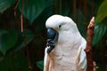 Cacatua goffiniana (Tanimbar Corella) Royalty Free Stock Photo