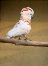 Cacatua Moluccensis Royalty Free Stock Photo