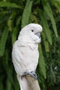 Cacatua moluccensis