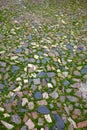 Caceres stones floor detail with grass Spain