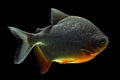 Cachama Or Pacu Royalty Free Stock Photo