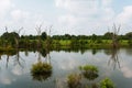 Cache River State Natural Area, Illinois, USA Royalty Free Stock Photo