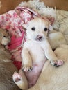 White puppy sitting