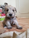 Mustache puppy