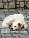 Cachorro descansando apÃÂ³s um dia de brincadeiras Royalty Free Stock Photo