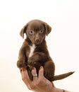 Cachorro posando Royalty Free Stock Photo