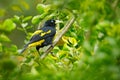 Cacicus cela, Yellow-rumped Cacique, yellow black bird sitting on the tree. Wildlife scene form nature, Trinidad and Tobago. Royalty Free Stock Photo