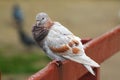 A cacked pigeon basks in the sun