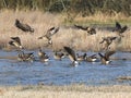 Cackling Geese Landing